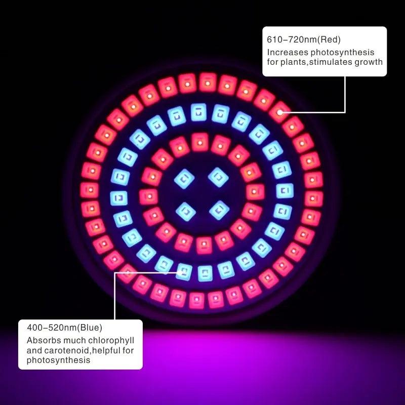 LATTUSO- LED Grow Light Red Blue UV IR/ E14 E27 MR16 GU10 B22 optional - electrical center b2c