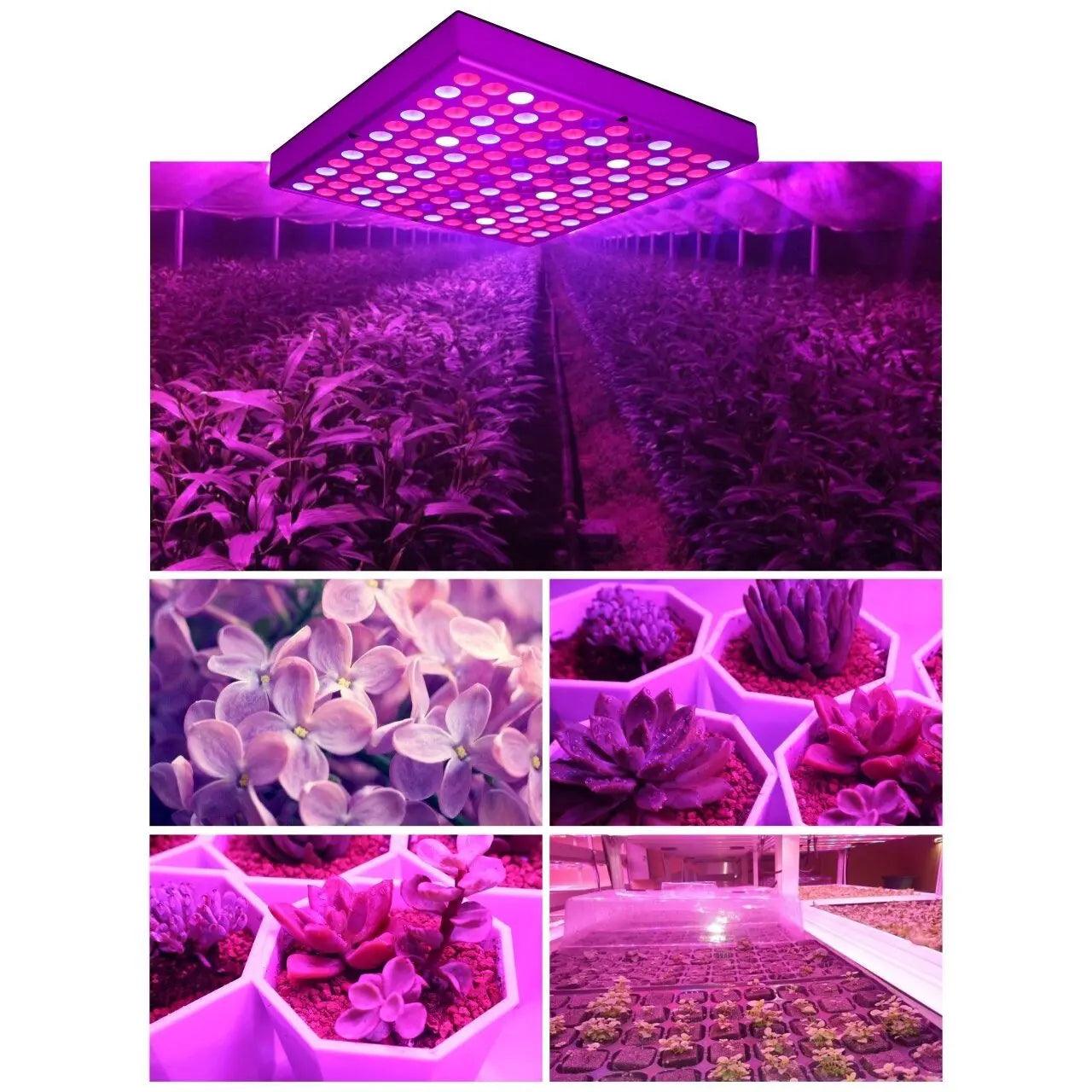 LATTUSO- Phyto Lamp Indoor Grow Lamp For Plant | 75/144LEDS optional - electrical center b2c