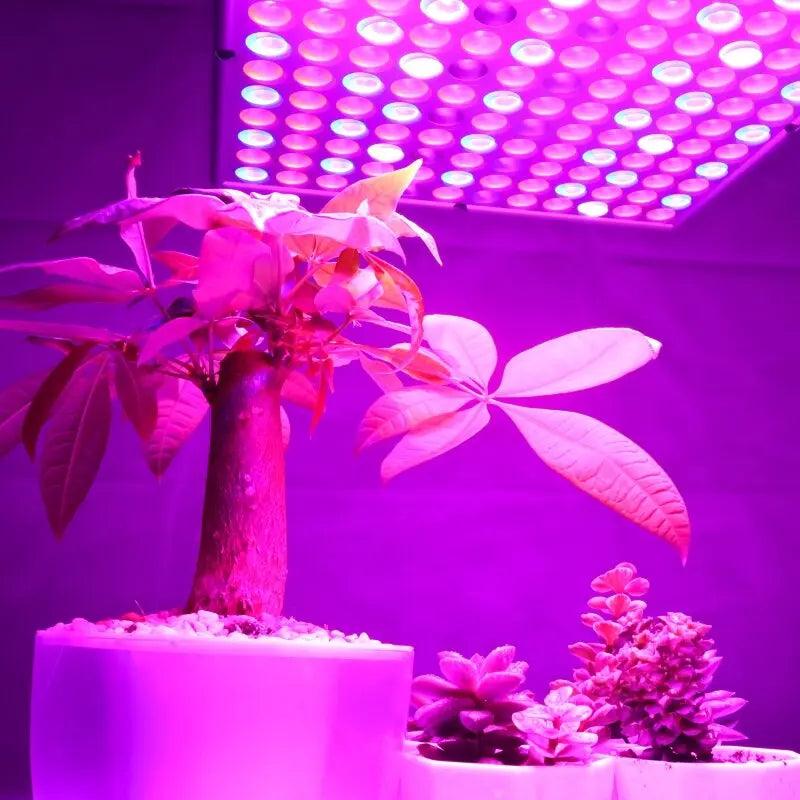 LATTUSO- Phyto Lamp Indoor Grow Lamp For Plant | 75/144LEDS optional - electrical center b2c